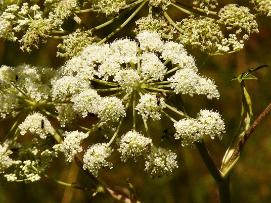 {Angelica venenosa}